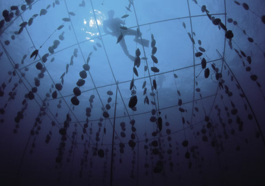 La nacre et son travail en Polynésie française